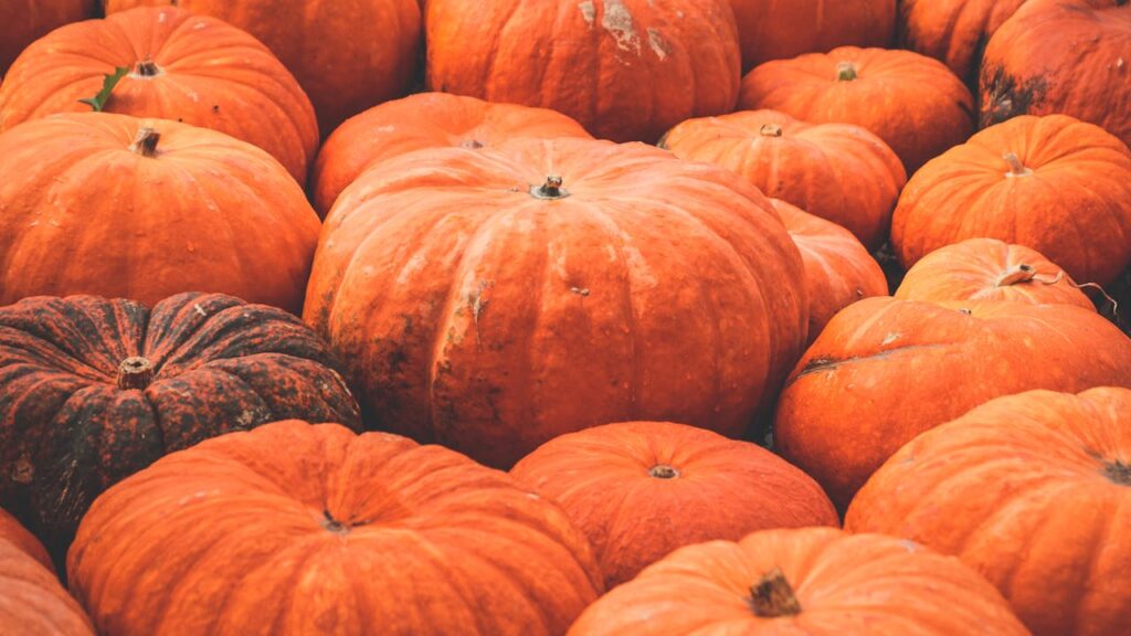 A close-up view of pumpkins showcasing the vibrant colors and textures of a fall harvest festival.
