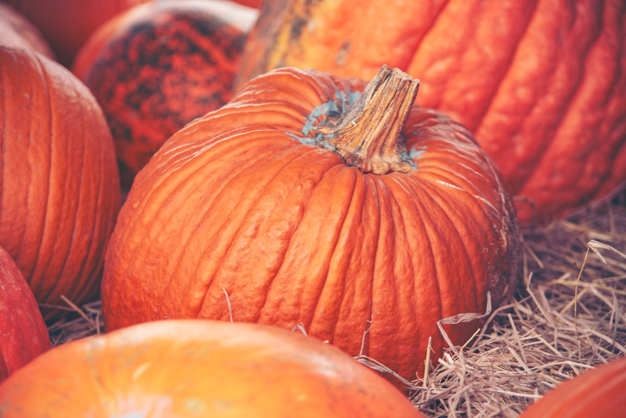 our-story-01 Close-up of vibrant orange pumpkins on hay, perfect for fall and Thanksgiving themes.