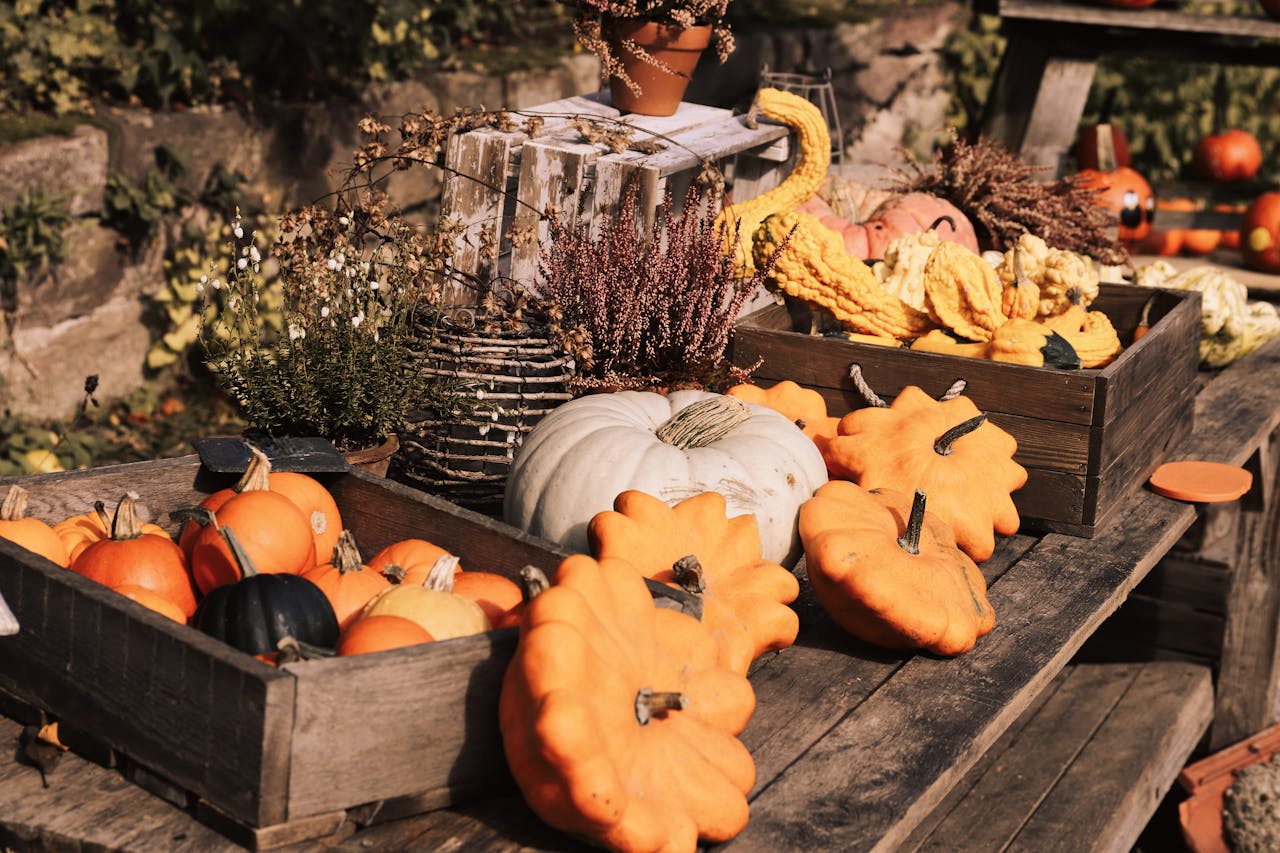A rustic autumn display featuring various pumpkins and gourds on a wooden table.
