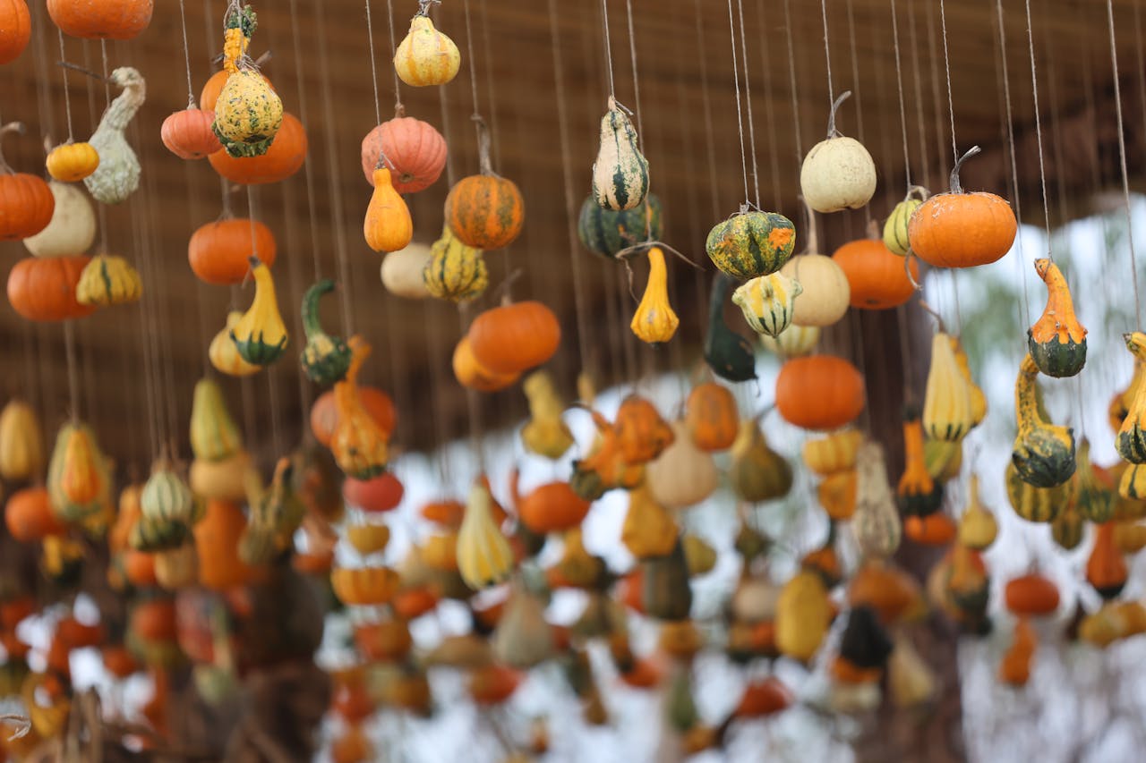 why-choose-us-01 A festive display of colorful hanging gourds and pumpkins, celebrating autumn.