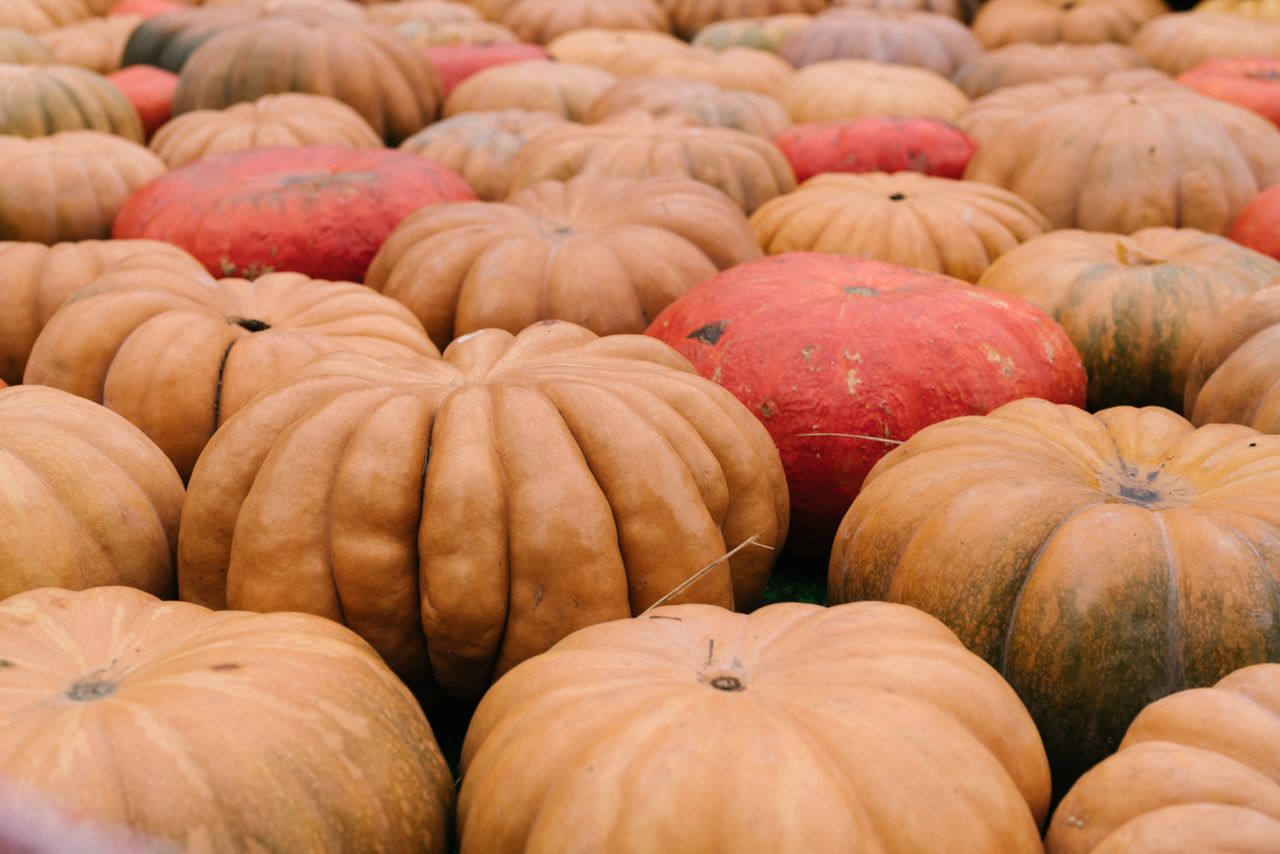 why-choose-us-02 A collection of pumpkins showcasing autumn harvest colors at a market.